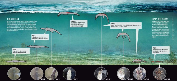 일러스트 | 박장규, 사진 및 내용 출처 | doi:10.1016/j.palaeo.2014.07.031 - 과학동아 제공
